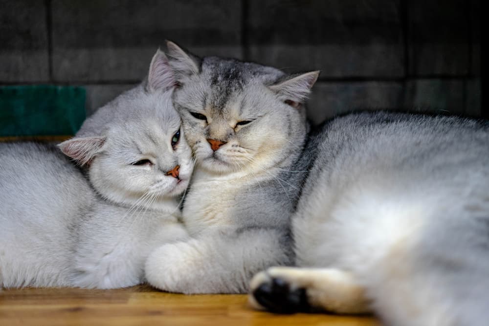 Cats Cuddling: 21 Adorable Photos of Snuggling Felines
