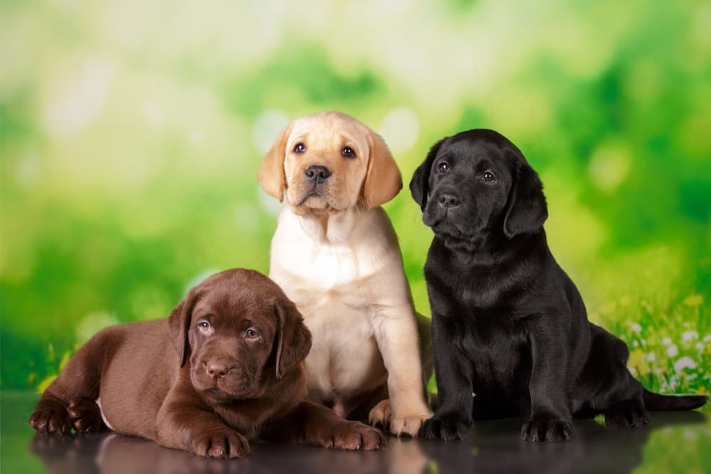 Labrador Retriever puppies