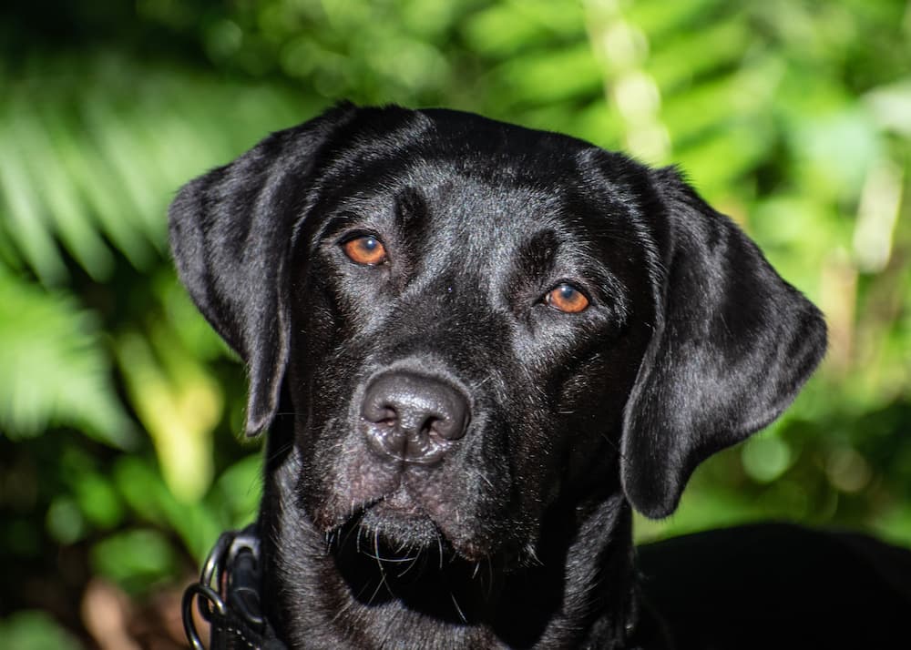 Black Labrador Retriever