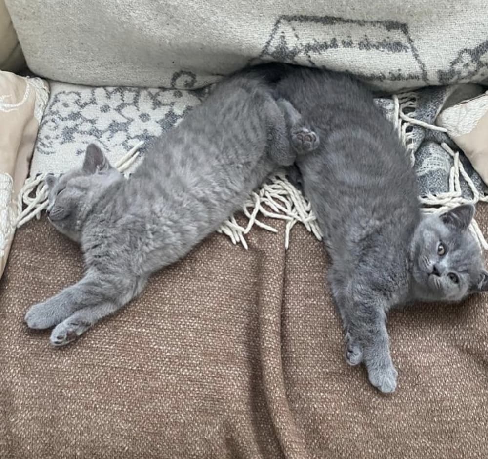 grey cats laying down