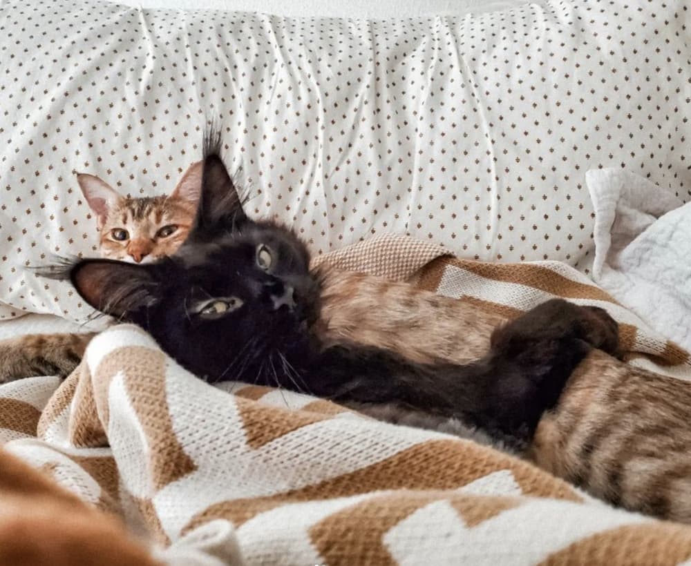 two cat friends