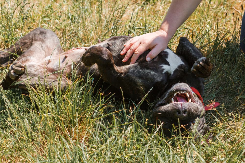 Dog being tickled by owner