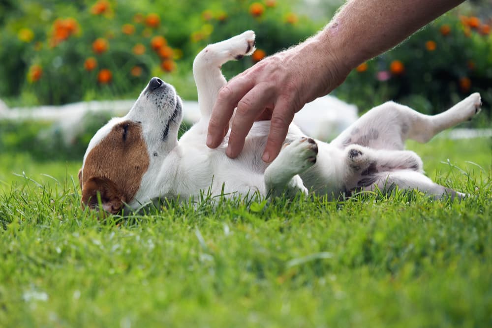 owner tickling little dog outside