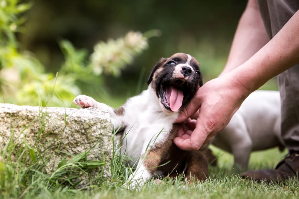 Little dog being ticked by owner outside