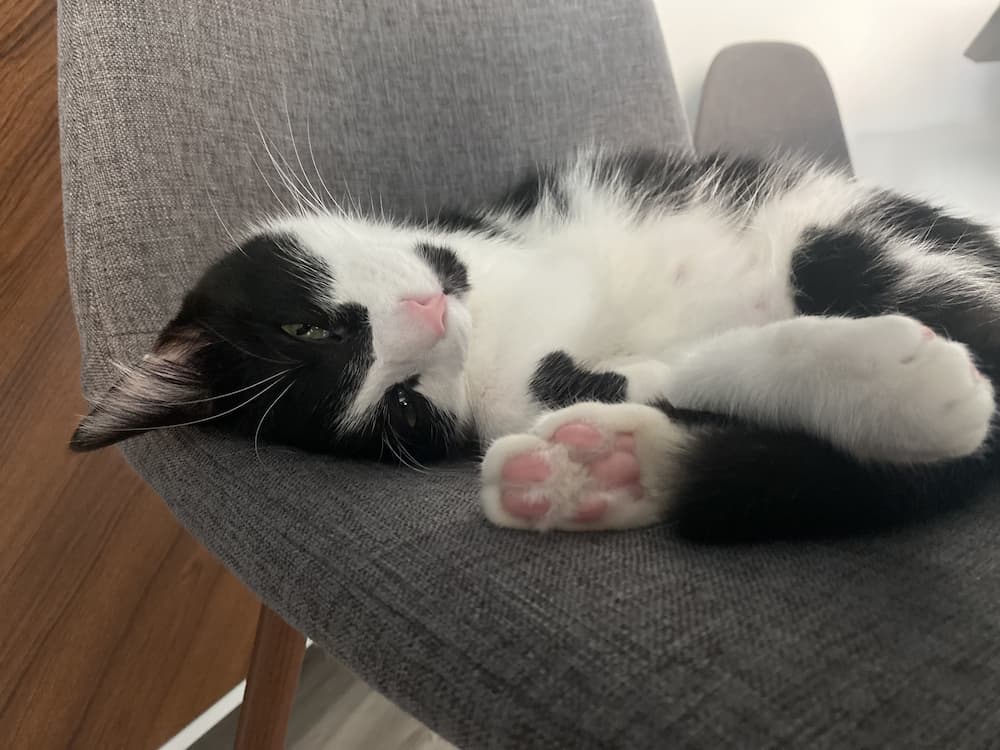Cat sleeping on a chair