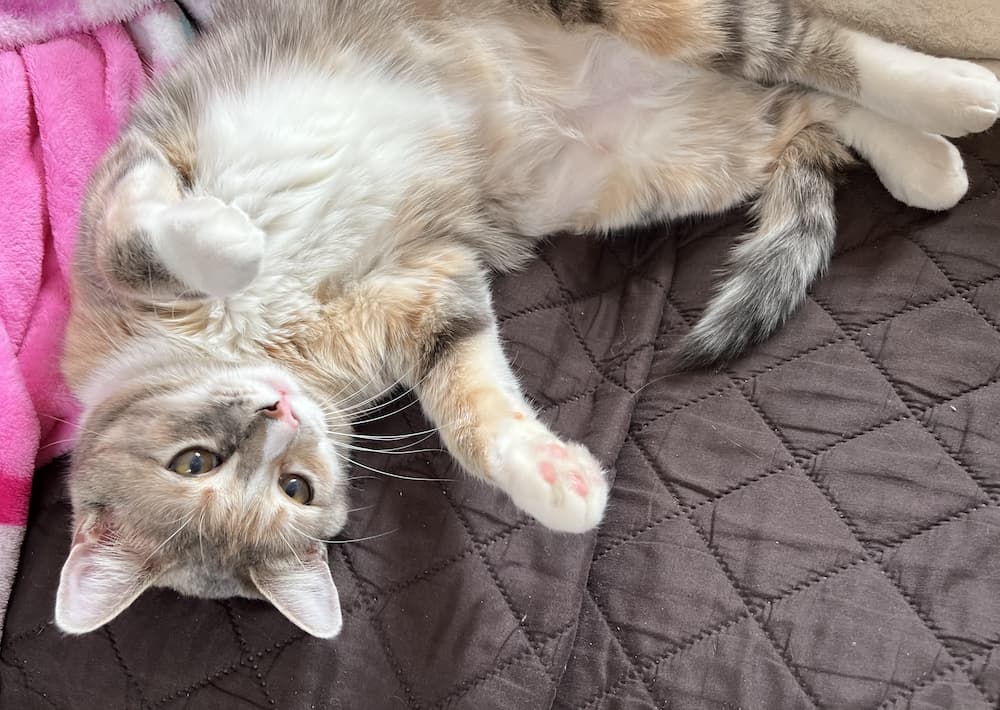 Cat on bed stretching comfortably
