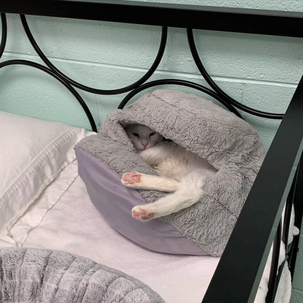 Cat snuggled in cat bed
