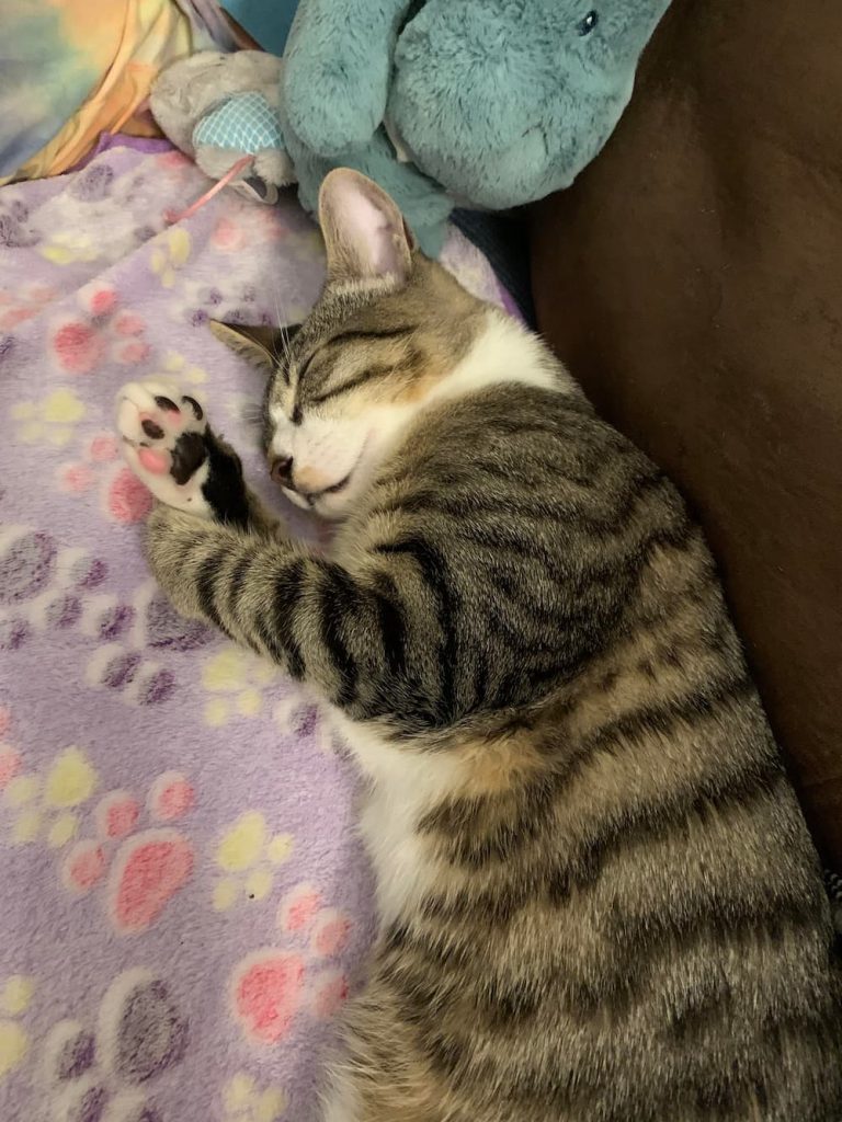 Cat cuddling at home