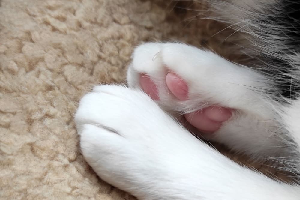 Close up of cat toe beans