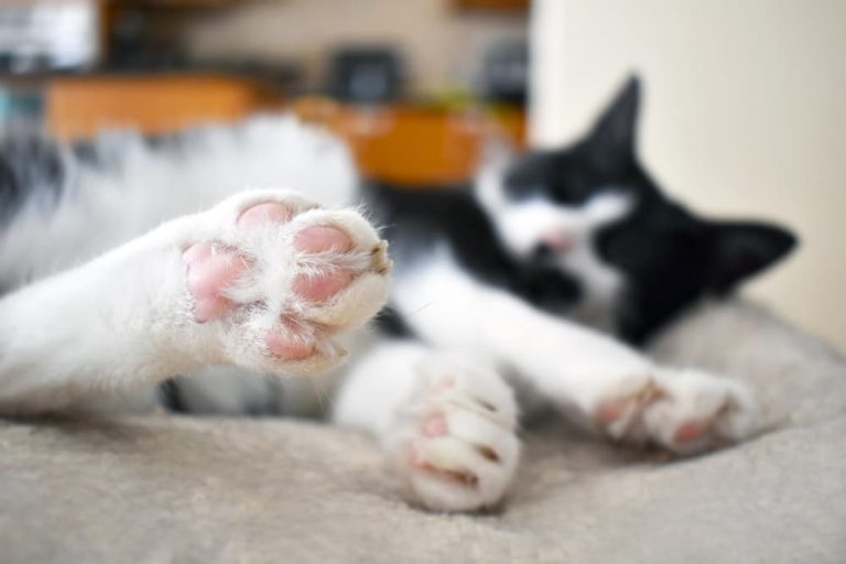 Close up of cat toe beans