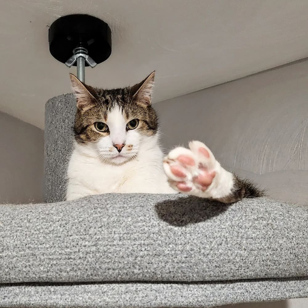 Cat toe beans cute cat