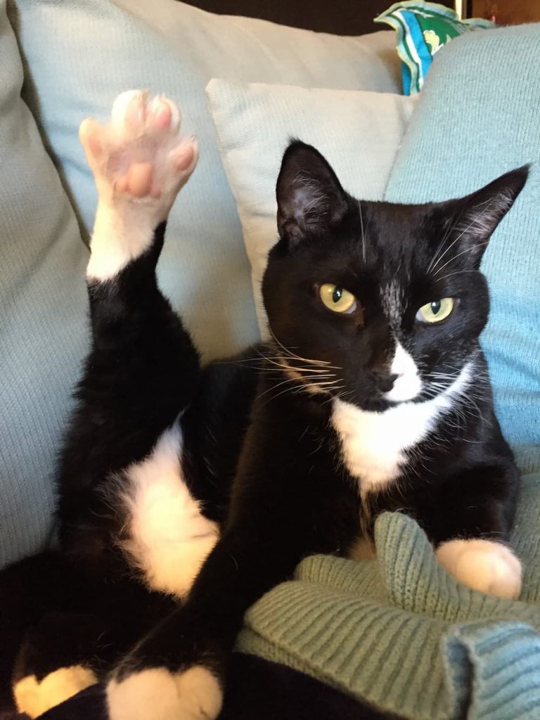 Cat yoga stretching
