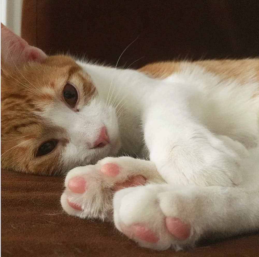 Cat with very cute pink toe beans