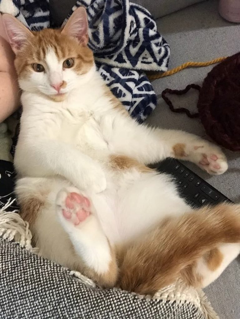 Cat sleeping sitting up