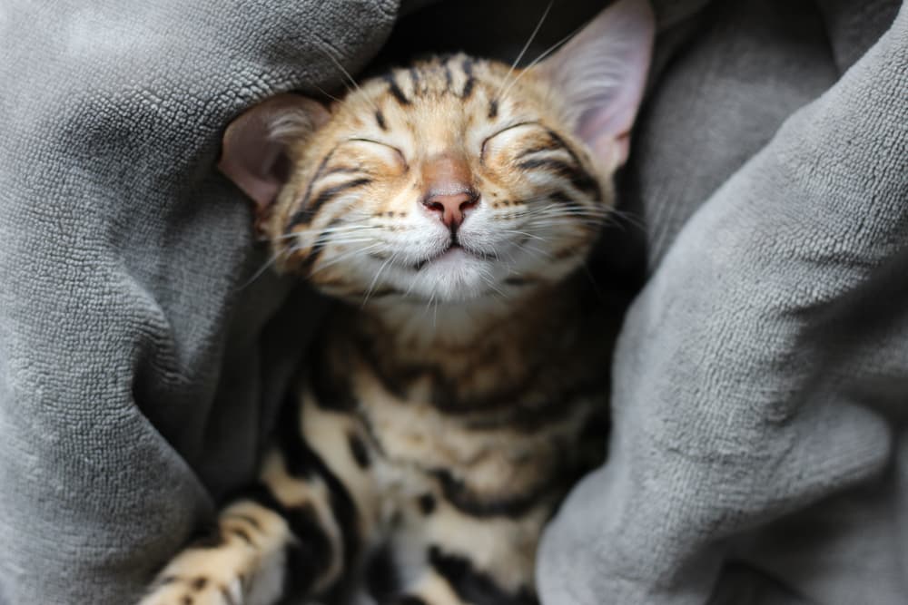 Cute cat sleeping