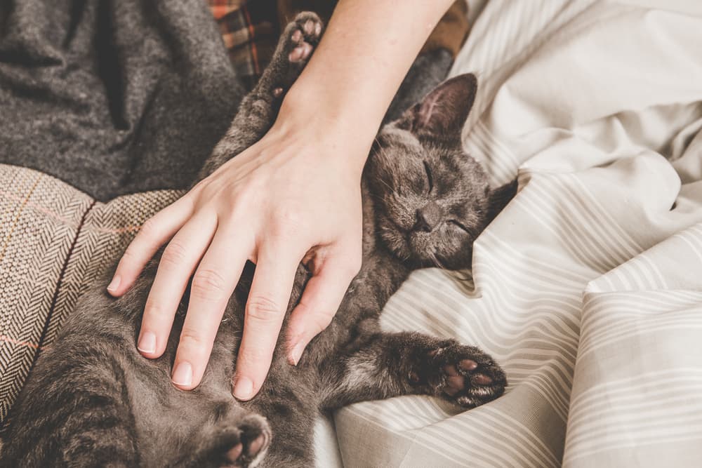 cat sleeping