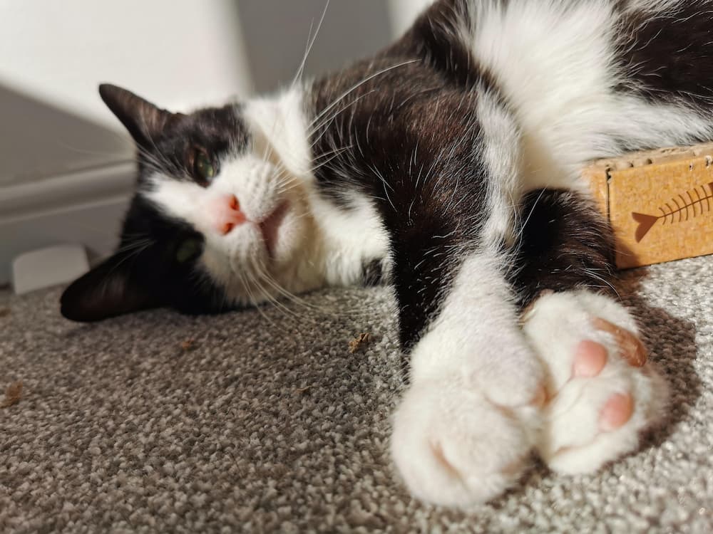 Cat snoozing toe beans stretched out