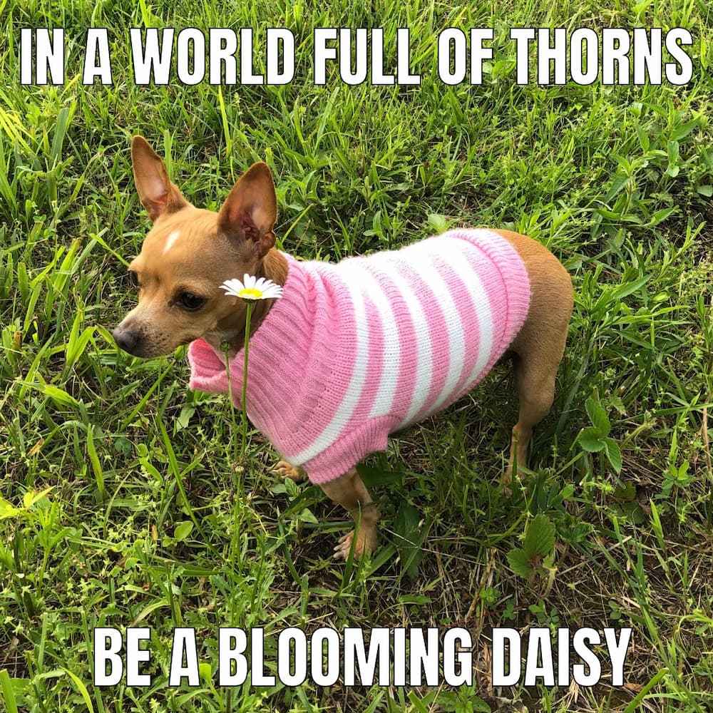 little dog in sweater