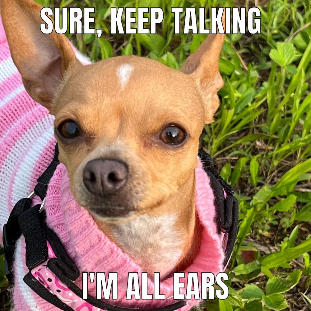 chihuahua ears