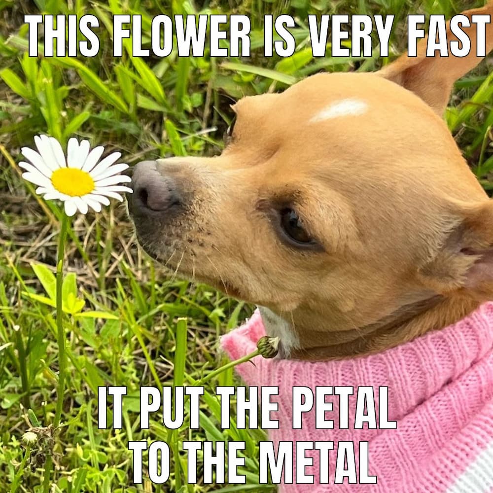 dog smells flowers