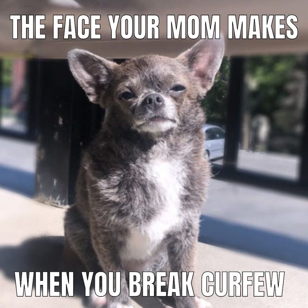 smiling chihuahua