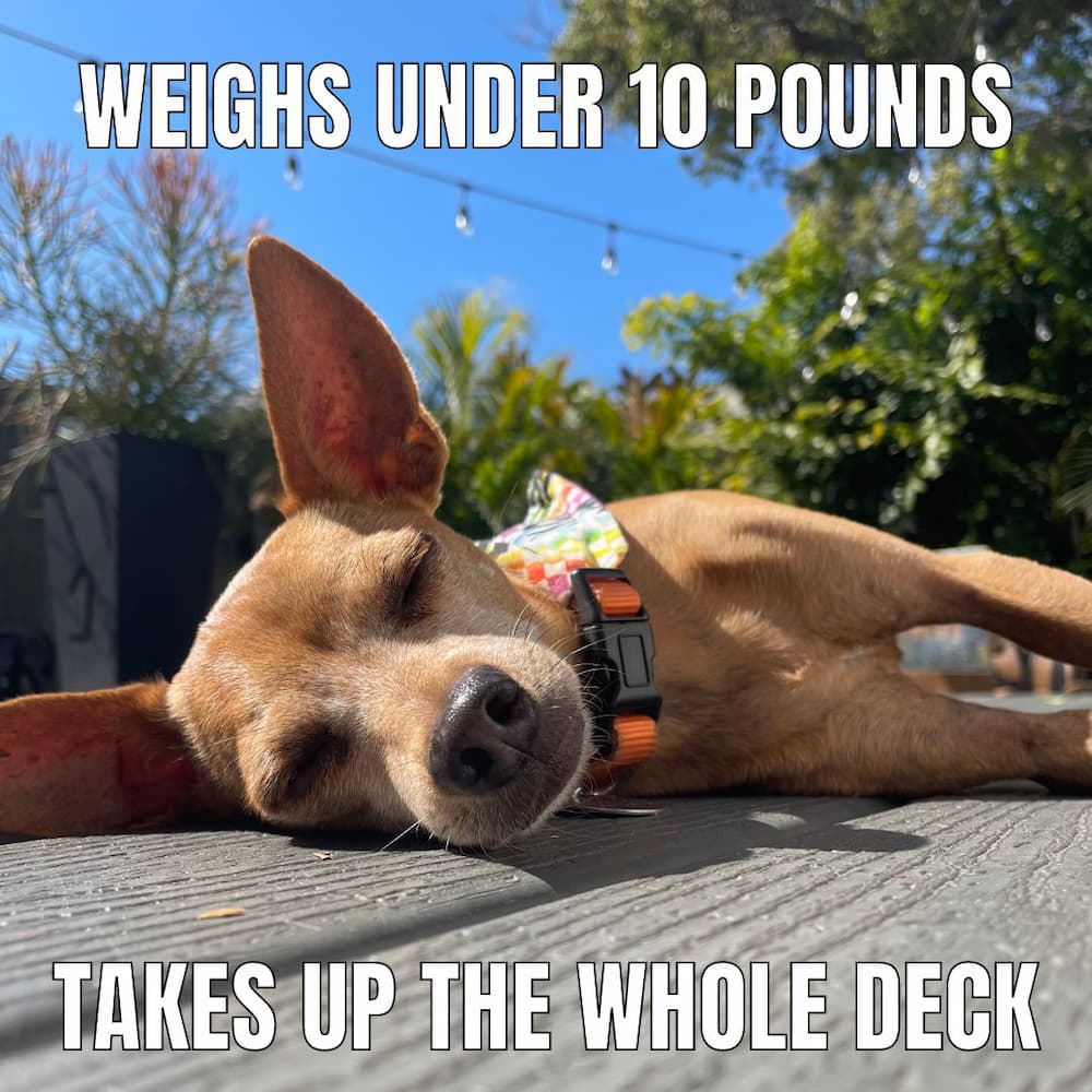 sleeping dog