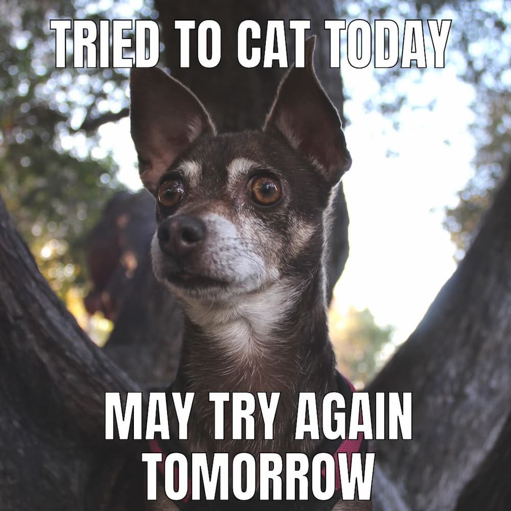 Chi meme