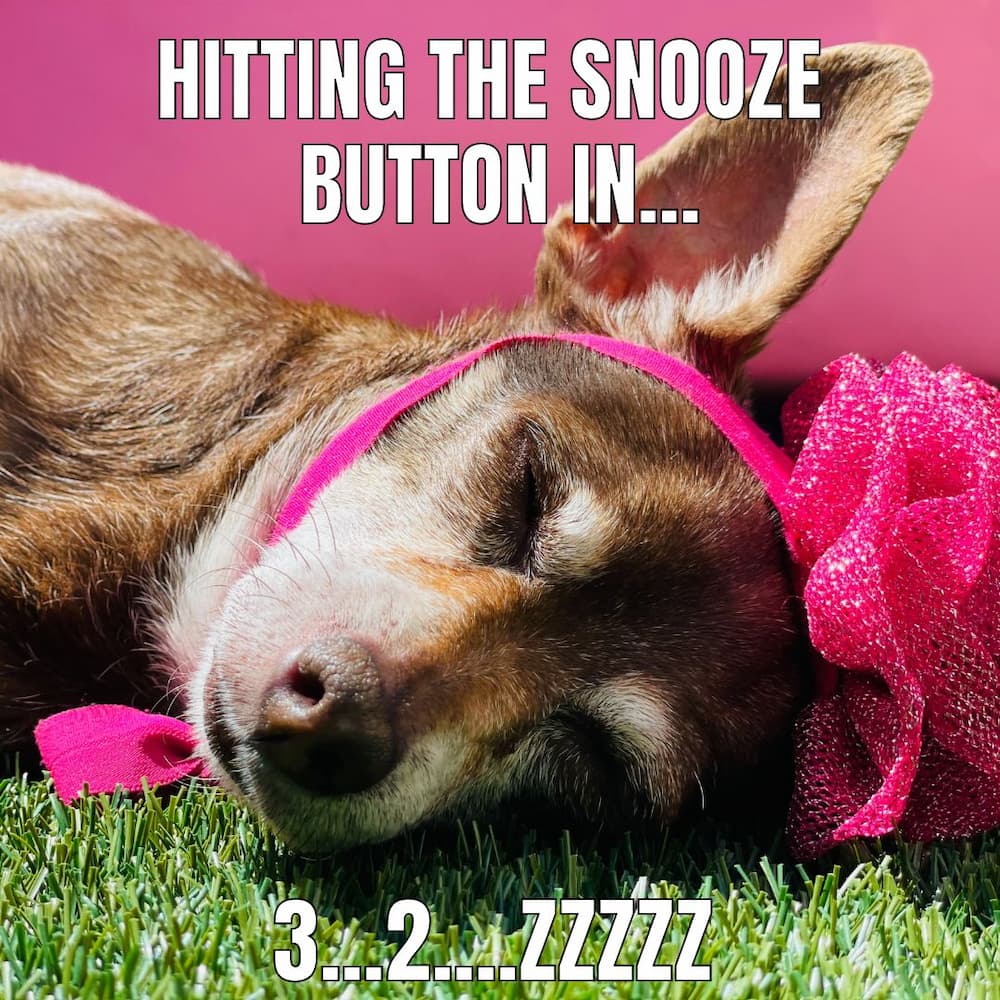 sleeping chihuahua