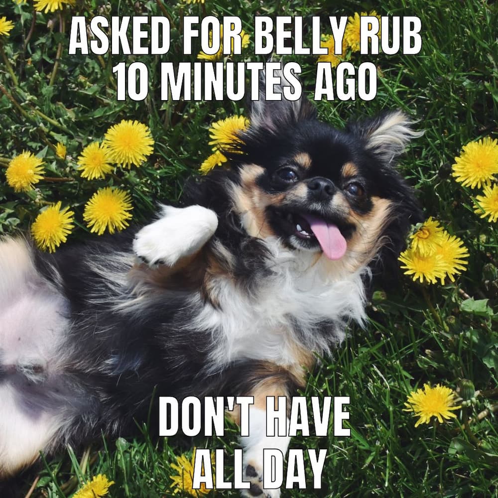 cute little dog