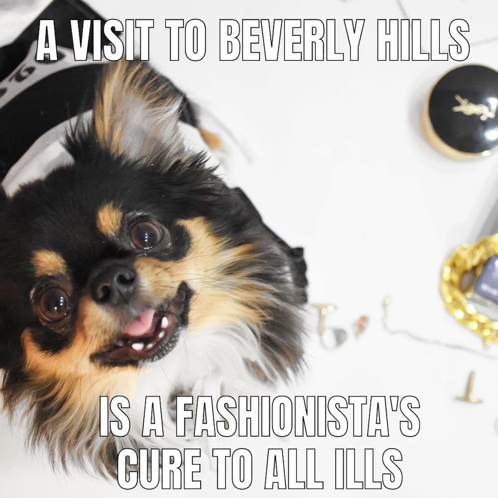 Beverly Hills dog