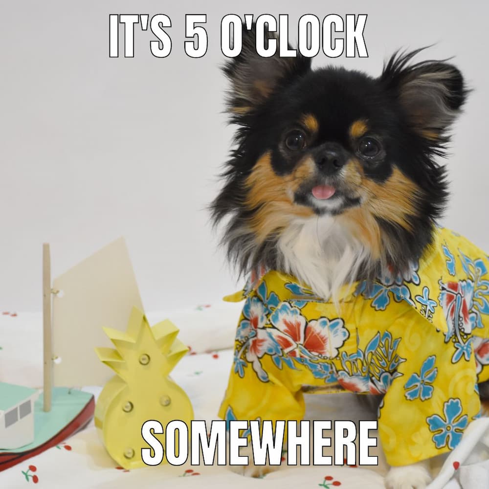 dog in shirt