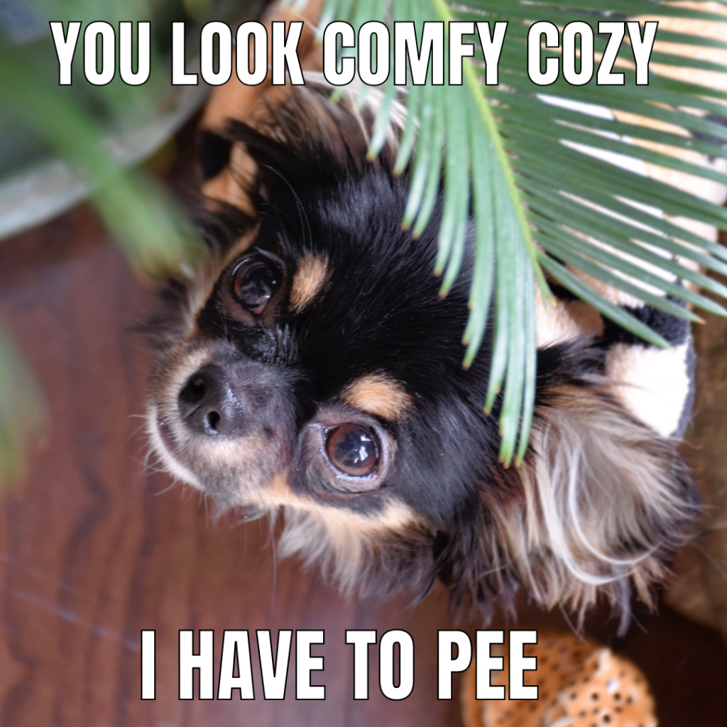 hiding dog