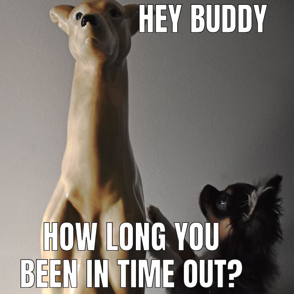 dog looks up