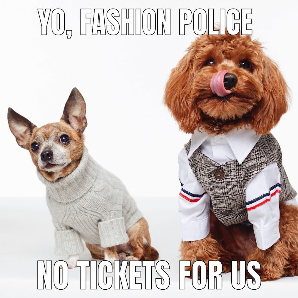 two dogs cute meme