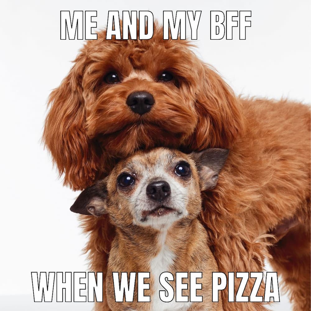 dog meme cute