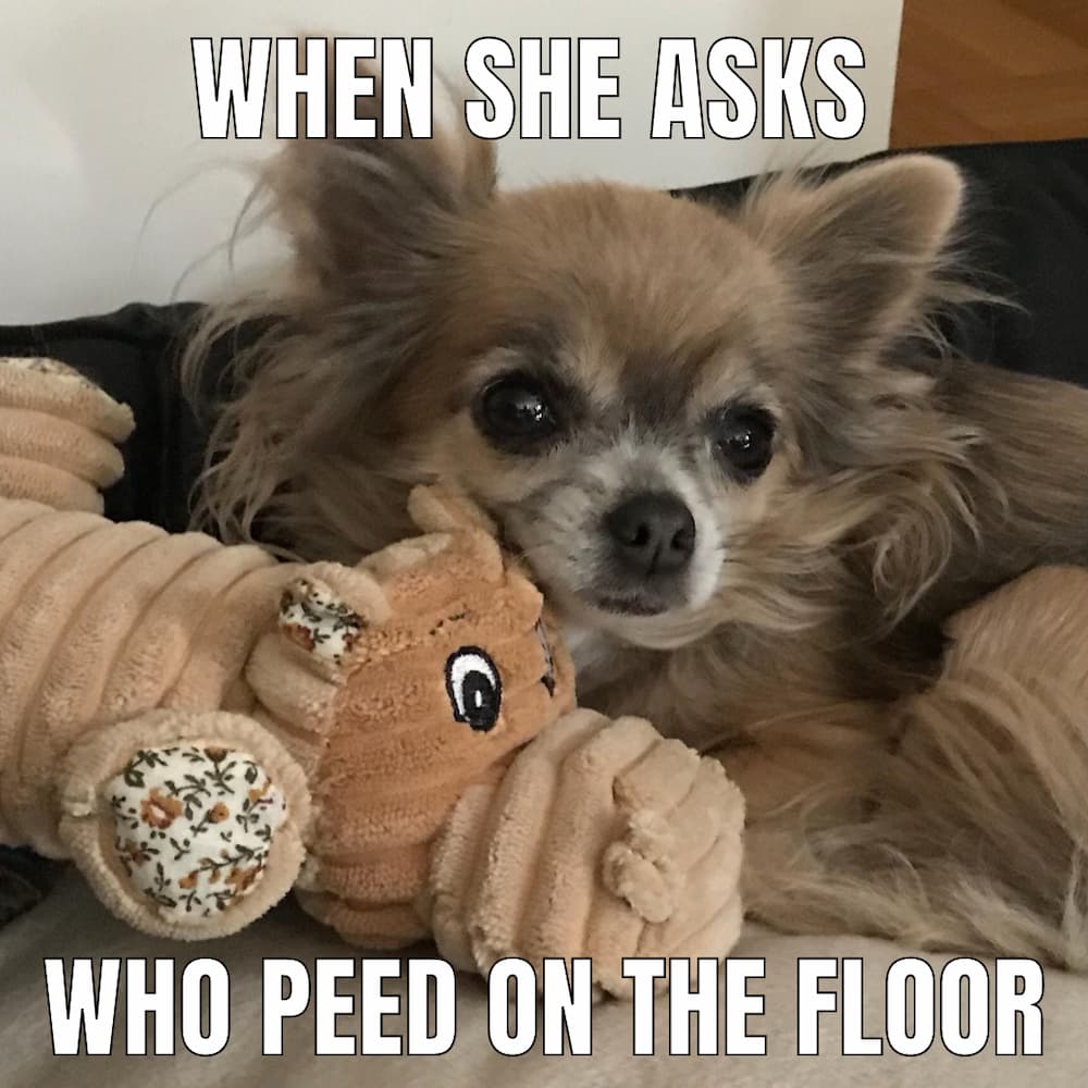 chi sleeping