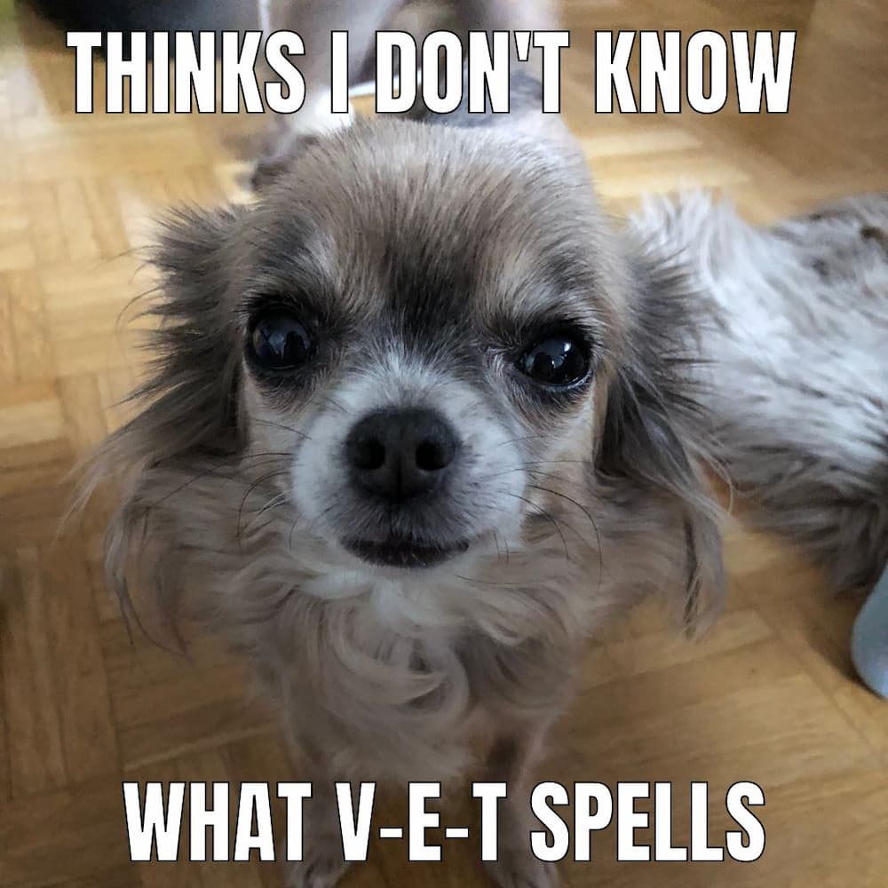 vet chi meme