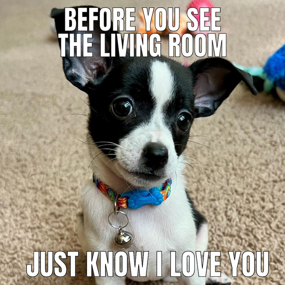 little doggo meme