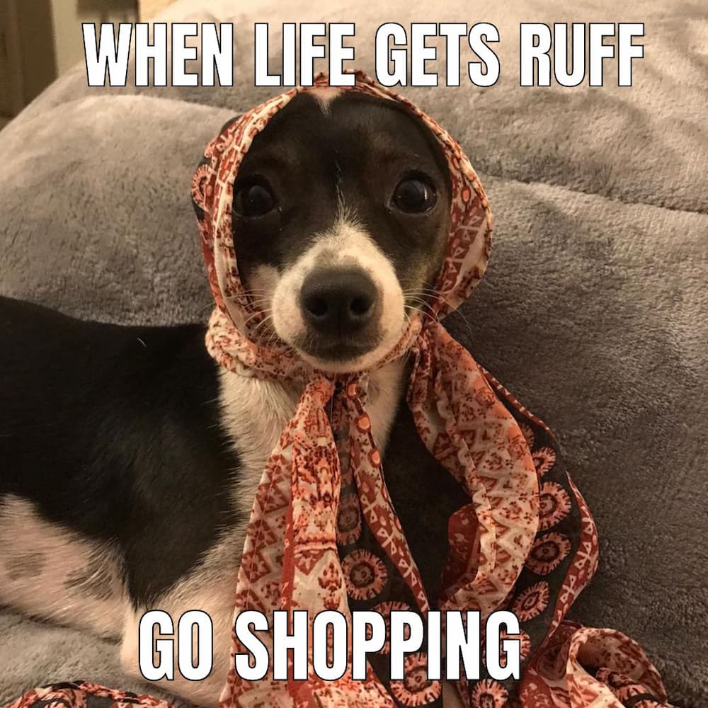 chihuahua meme