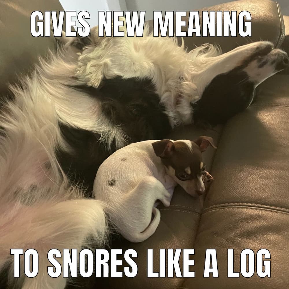 two dogs together