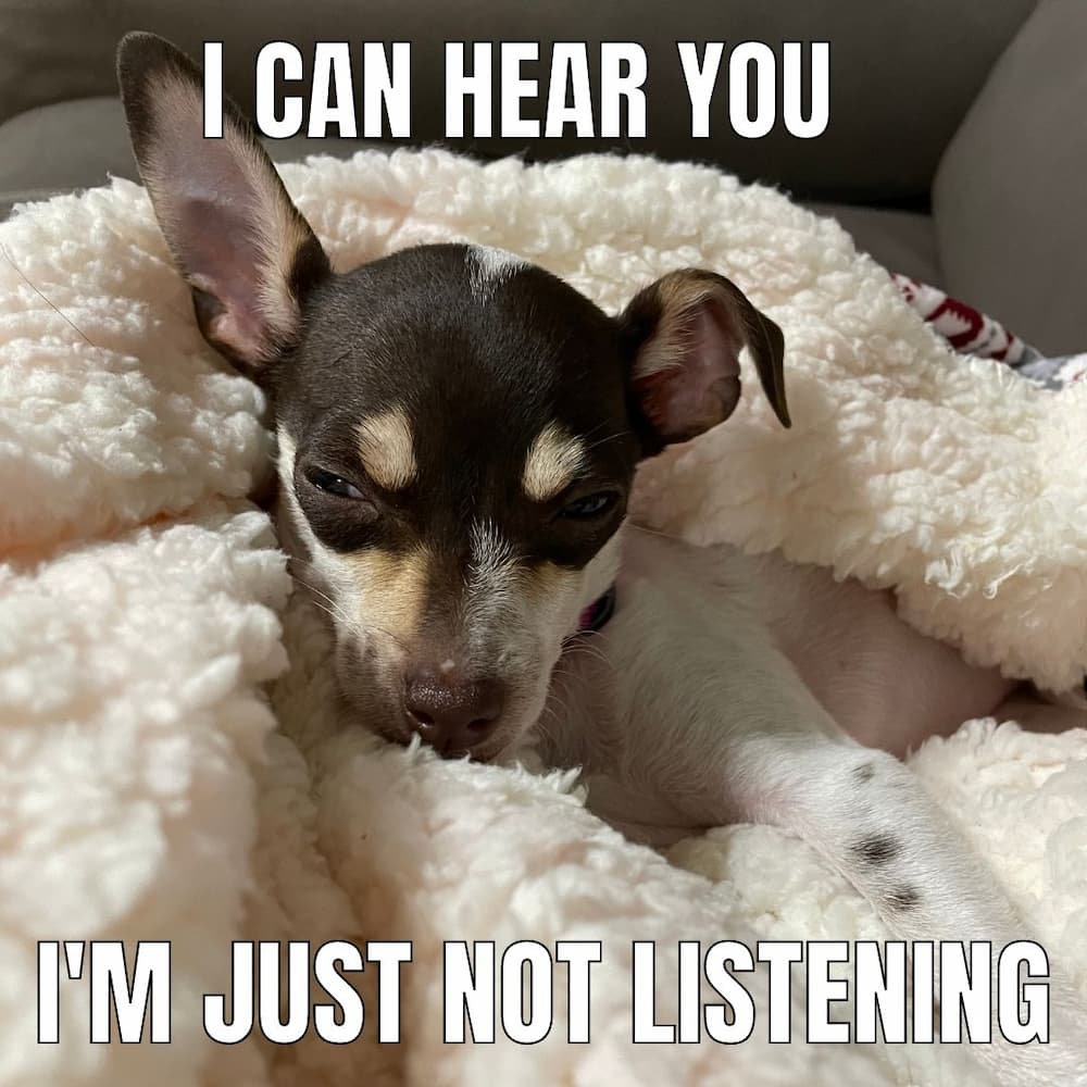 dog is funny