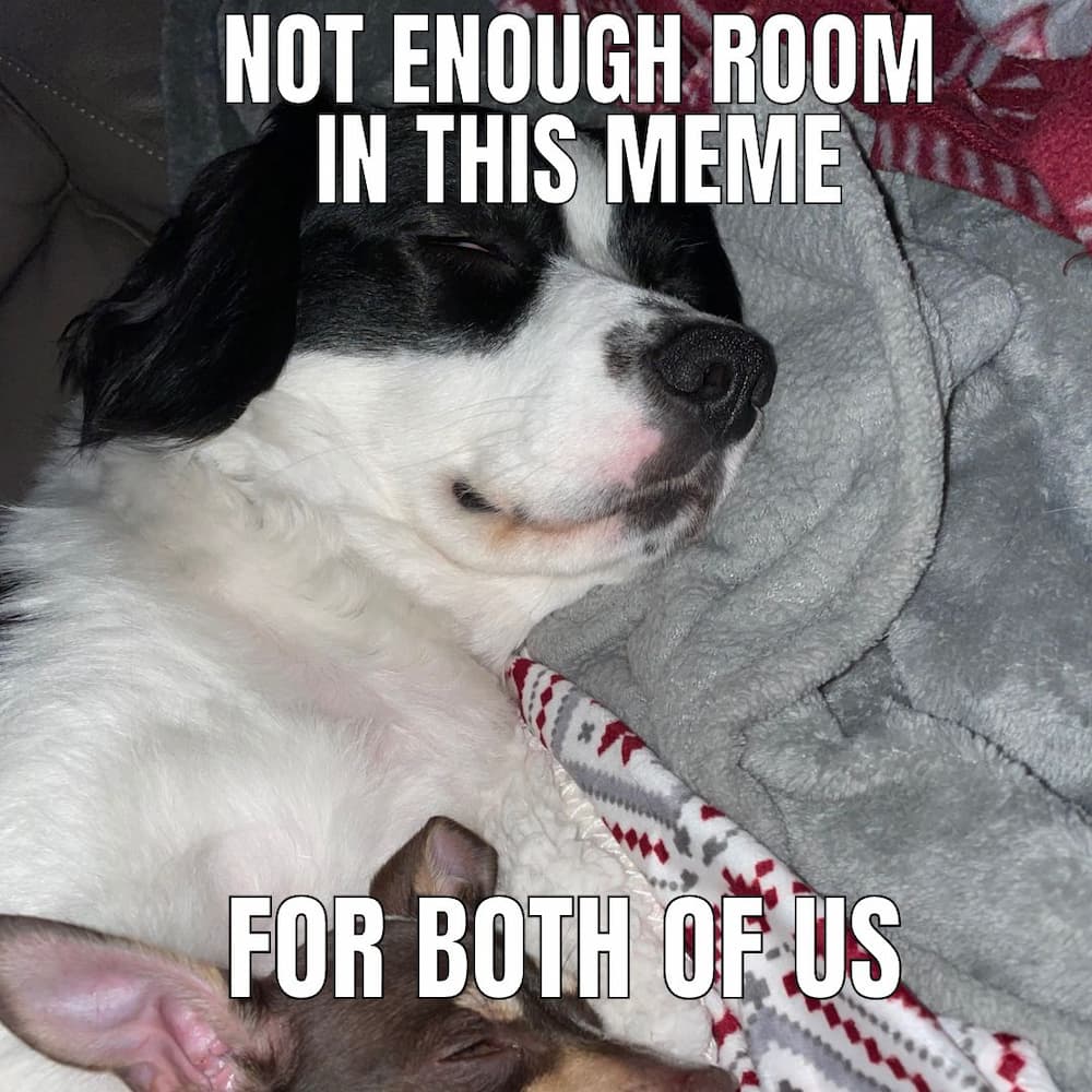 dog bffs