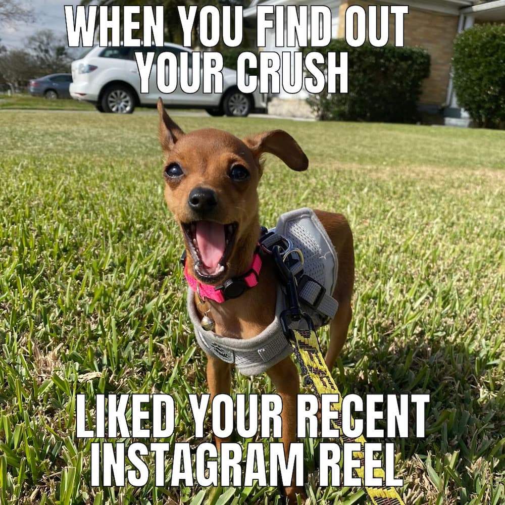 fun chi memes