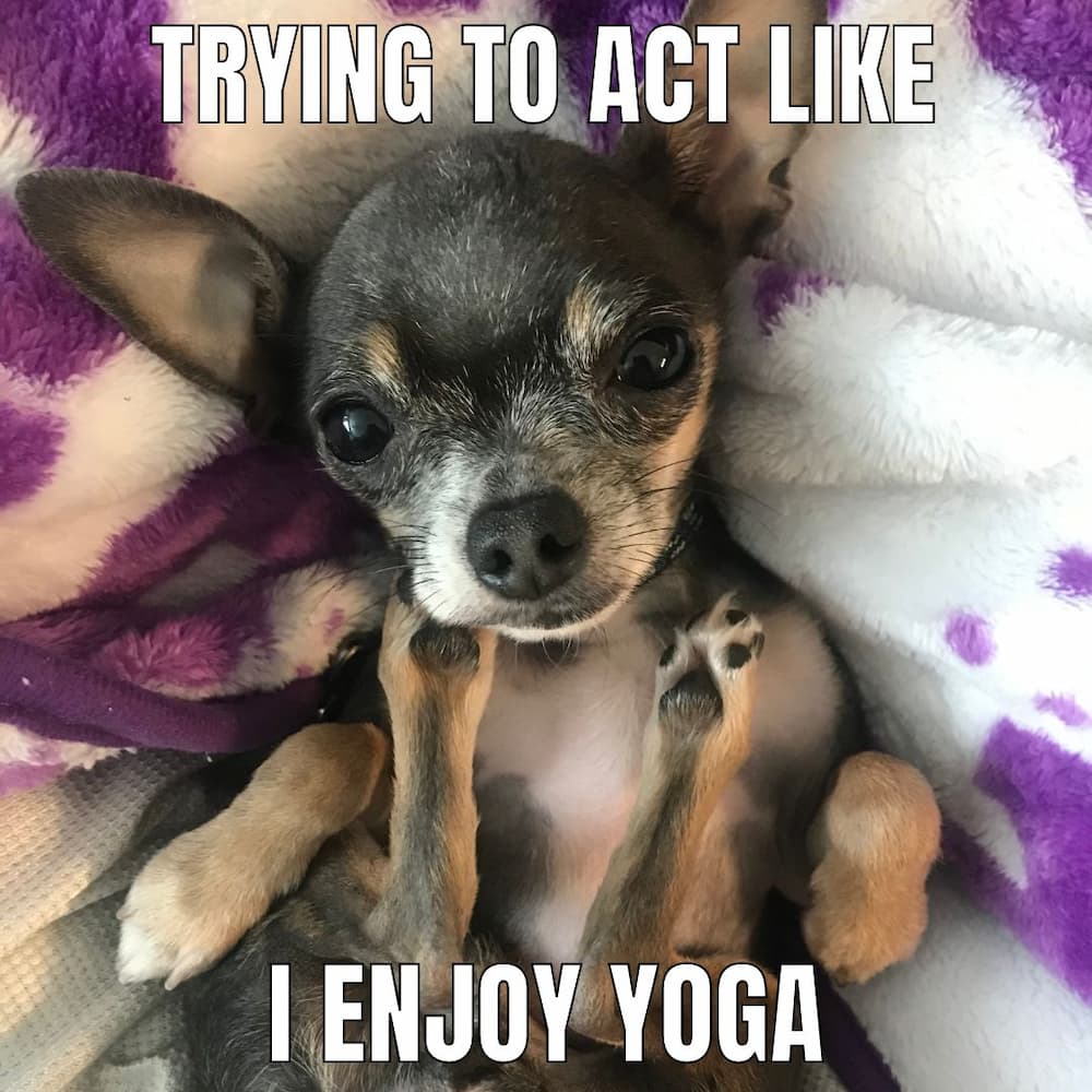 yoga chi