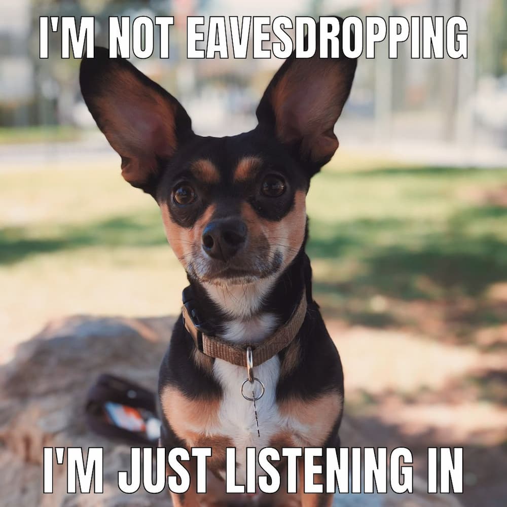 cute dog big ears