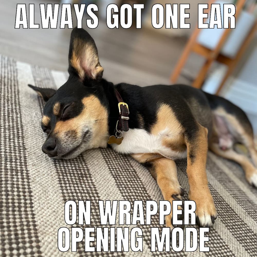 sleep in day dog