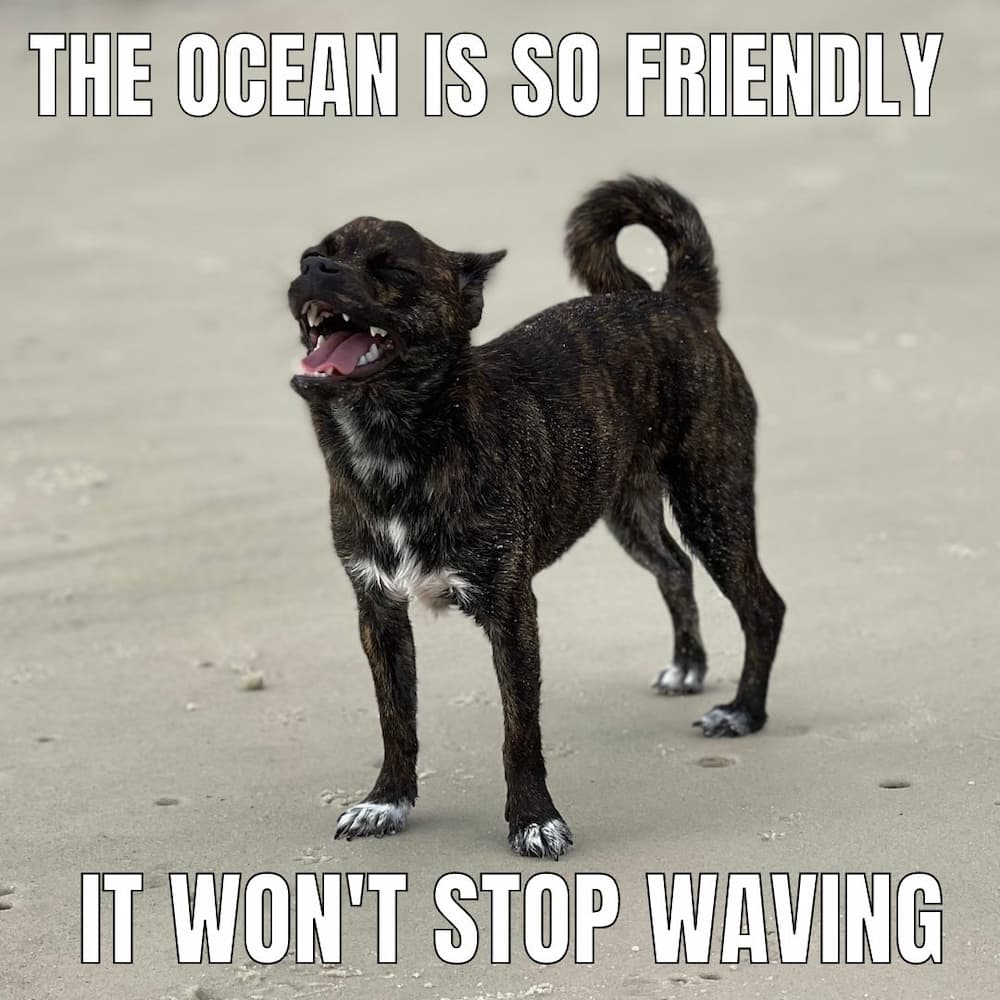 dog smiles at beach meme