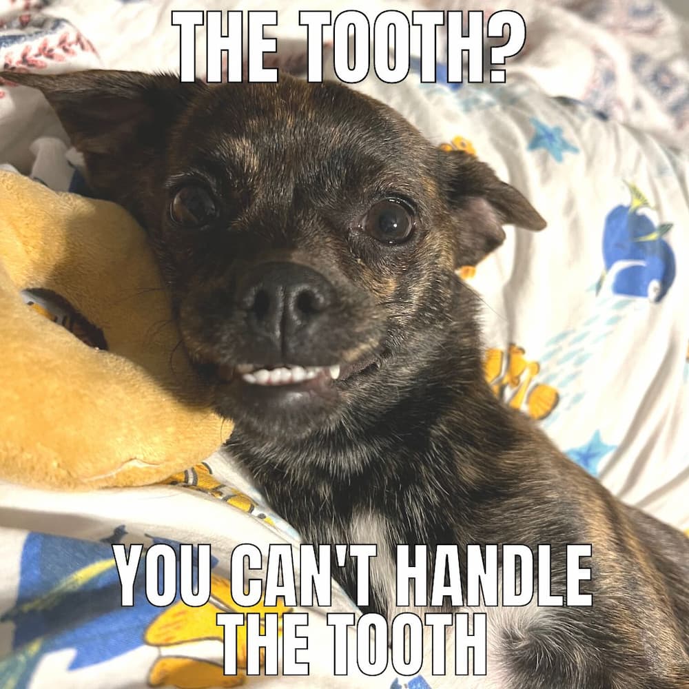 dog meme fun