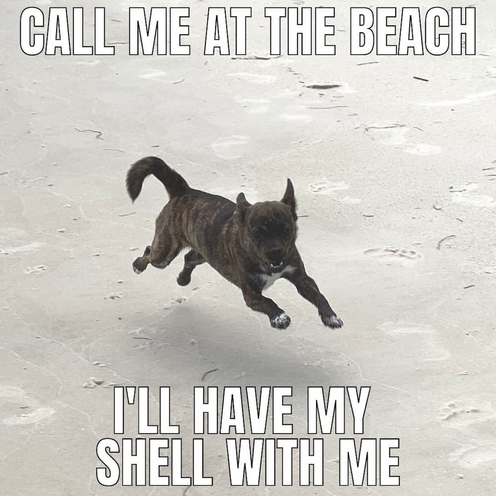 beach dog