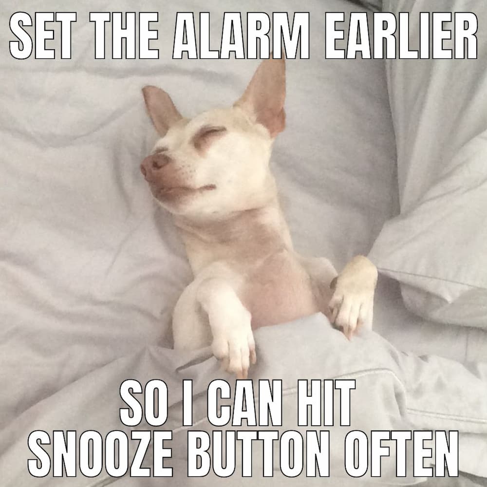 sleeping pup meme